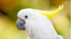 Говорящий попугай Какаду
